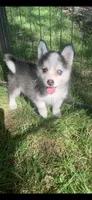 Aria , a female Pomeranian and Pomsky for sale in Holt, MI – 1 of 5