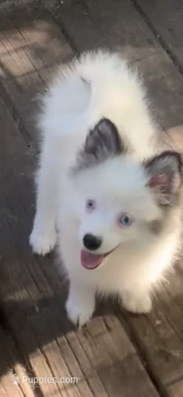 Toby – Pomeranian, Pomsky puppy for sale in Holt, MI