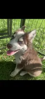 Cooper, a male Pomeranian and Pomsky for sale in Holt, MI – 6 of 10