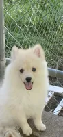 Teddy, a male Pomeranian and Pomsky for sale in Holt, MI – 2 of 10