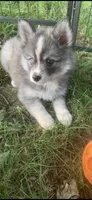 Aspen, a female Pomeranian and Pomsky for sale in Holt, MI – 8 of 8