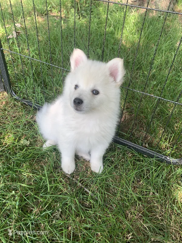 Glacier – Pomeranian, Pomsky puppy for sale in Holt, MI