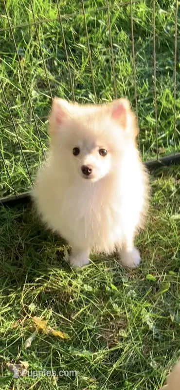 Frosty – Pomsky puppy for sale in Holt, MI