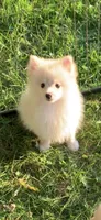 Frosty, a male Pomsky for sale in Holt, MI – 4 of 10