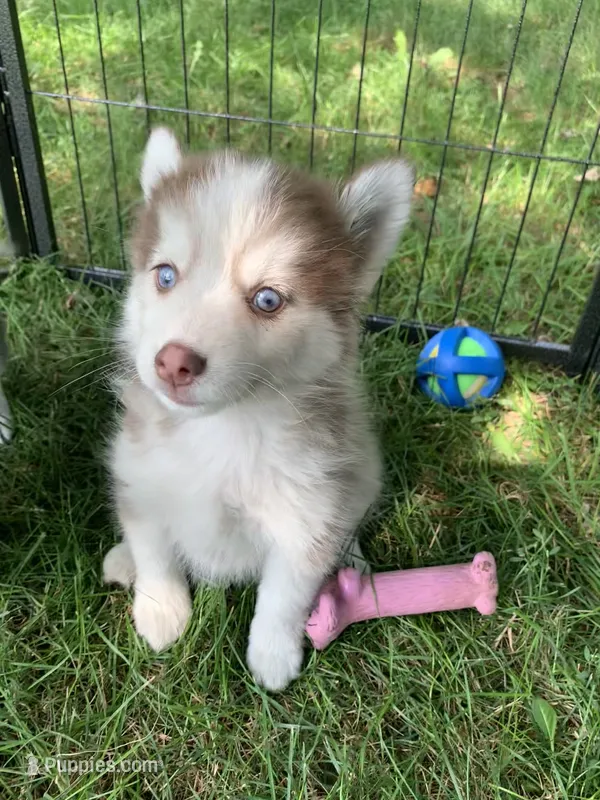 Odin – Pomeranian, Pomsky puppy for sale in Holt, MI