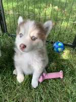 Timber , a male Pomeranian and Pomsky for sale in Holt, MI – 5 of 7
