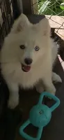 Simba , a male Pomeranian and Pomsky for sale in Holt, MI – 4 of 10