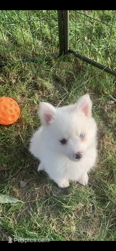 Poseidon – Pomeranian, Pomsky puppy for sale in Holt, MI