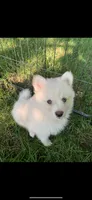Simba , a male Pomeranian and Pomsky for sale in Holt, MI – 6 of 10