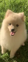 Teddy, a male Pomeranian and Pomsky for sale in Holt, MI – 3 of 4