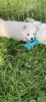 Casper, a male Pomsky for sale in Holt, MI – 3 of 4