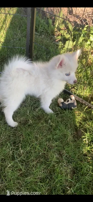 Prince – Pomeranian, Pomsky puppy for sale in Holt, MI