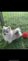 Nanook, a male Pomsky for sale in Holt, MI – 5 of 10