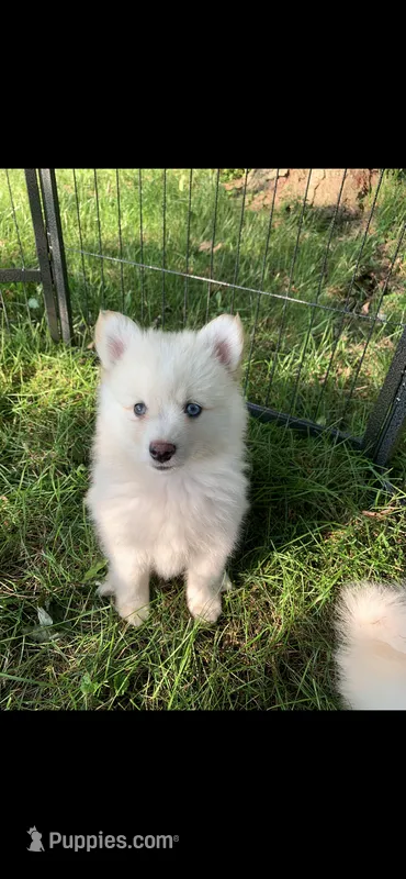 Simba  – Pomeranian, Pomsky puppy for sale in Holt, MI