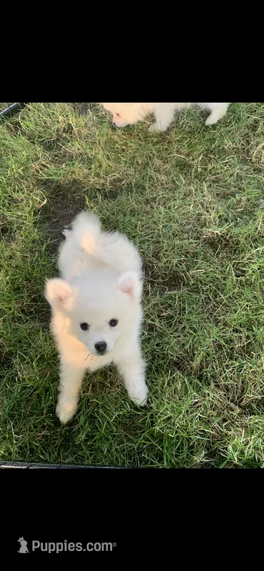 Casper – Pomeranian, Pomsky puppy for sale in Holt, MI