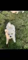 Casper, a male Pomeranian and Pomsky for sale in Holt, MI – 5 of 10