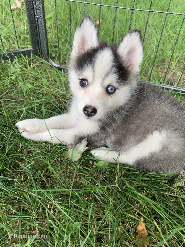 Aria  – Pomeranian, Pomsky puppy for sale in Holt, MI