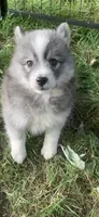 Shadow , a male Pomeranian and Pomsky for sale in Holt, MI – 5 of 5