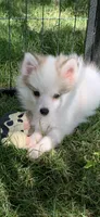 Loki , a male Pomeranian and Pomsky for sale in Holt, MI – 6 of 10