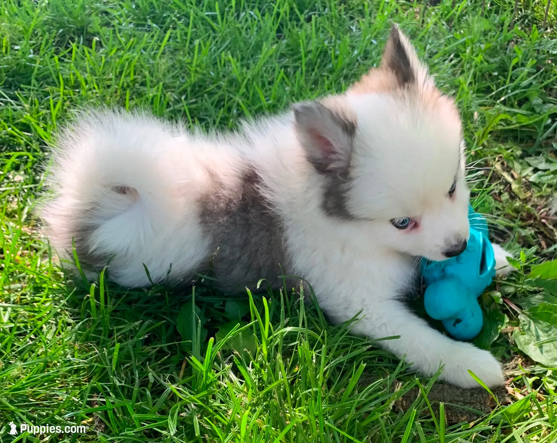 Bandit , a male Pomeranian and Pomsky for sale in Holt, MI – 2 of 4