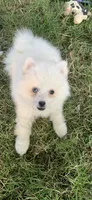 Kody, a male Pomeranian and Pomsky for sale in Holt, MI – 8 of 9