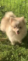 Nanook, a male Pomsky for sale in Holt, MI – 7 of 10