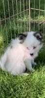 Toby, a male Pomeranian and Pomsky for sale in Holt, MI – 4 of 5