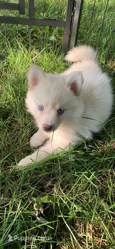 Sky – Pomeranian, Pomsky puppy for sale in Holt, MI