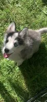 Aria , a female Pomeranian and Pomsky for sale in Holt, MI – 5 of 9