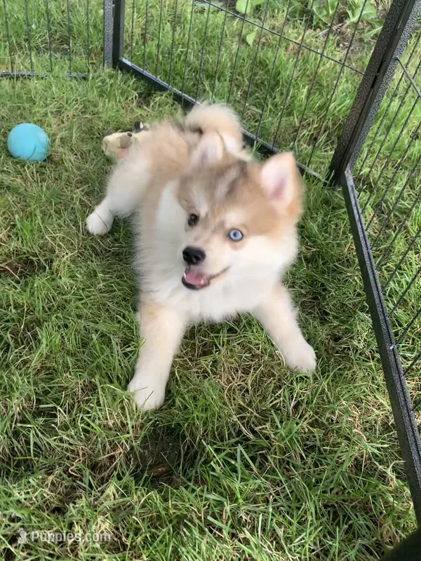 Skylar – Pomeranian, Pomsky puppy for sale in Holt, MI