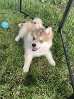 Skylar, a male Pomeranian and Pomsky for sale in Holt, MI – 4 of 9