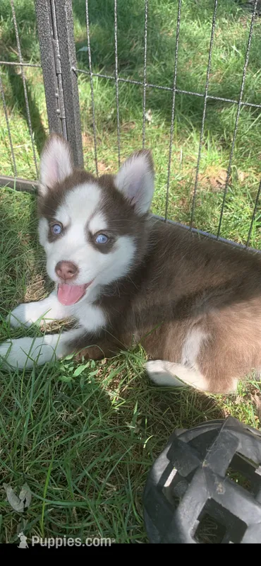Blaze  – Pomeranian, Pomsky puppy for sale in Holt, MI