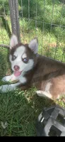 Blaze , a male Pomeranian and Pomsky for sale in Holt, MI – 1 of 5