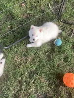 Glacier, a male Pomeranian and Pomsky for sale in Holt, MI – 2 of 6