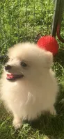 Frosty, a male Pomsky for sale in Holt, MI – 5 of 6