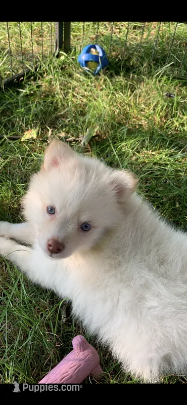 Niko  – Pomeranian, Pomsky puppy for sale in Holt, MI
