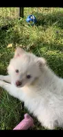 Niko , a male Pomeranian and Pomsky for sale in Holt, MI – 7 of 9