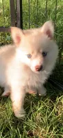 Sky, a male Pomeranian and Pomsky for sale in Holt, MI – 3 of 6