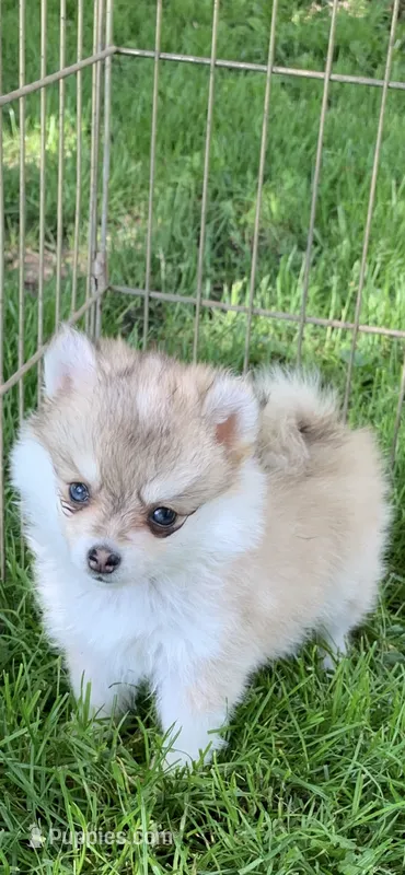 Samantha  – Pomsky puppy for sale in Holt, MI