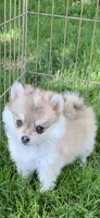 Samantha , a female Pomeranian and Pomsky for sale in Holt, MI – 1 of 6