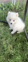 Kody, a male Pomeranian and Pomsky for sale in Holt, MI – 4 of 9