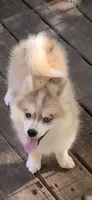 Skylar, a male Pomeranian and Pomsky for sale in Holt, MI – 2 of 9