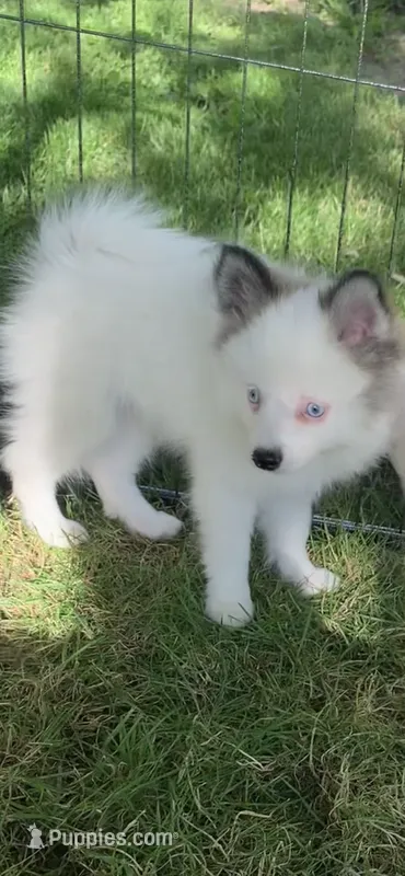 Toby – Pomeranian, Pomsky puppy for sale in Holt, MI