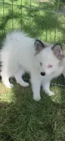 Toby, a male Pomeranian and Pomsky for sale in Holt, MI – 3 of 9