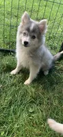Olivia, a female Pomeranian and Pomsky for sale in Holt, MI – 3 of 10
