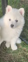 Glacier, a male Pomeranian and Pomsky for sale in Holt, MI – 3 of 6
