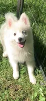 Poseidon, a male Pomeranian and Pomsky for sale in Holt, MI – 8 of 10