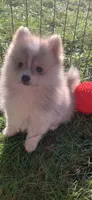 Nanook, a male Pomsky for sale in Holt, MI – 4 of 10