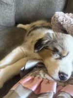 Oakley, a female Australian Shepherd for sale in Charleston Afb, SC – 3 of 6