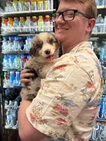 Oakley, a female Australian Shepherd for sale in Charleston Afb, SC – 6 of 6